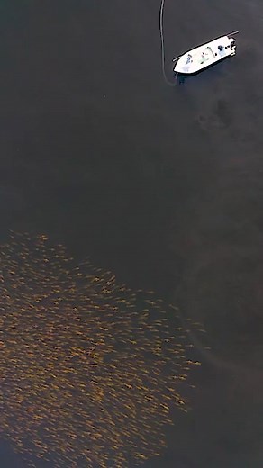 Traveling to Louisiana to target bull redfish is something every angler should do in their lifetime… It’s worth going down there, hiring a guide, supporting the community, and experiencing it for yourself. Stay tuned for next week's redfish conservation update. #FishItWell #SimmsFishing #FYP #ForYou #ForYourPage #FishTok 🎥: Shallow Water Expeditions #FlyFishing #Redfish #SightFishing #Fishing #StockAssesment #Saltwater #SaltwaterFishing #Louisiana #NationalTreasure