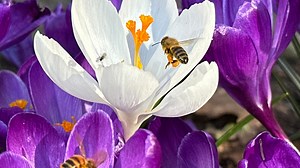 Spring is here and Easter 2025 is near. Here's Passover, Good Friday and key dates to know