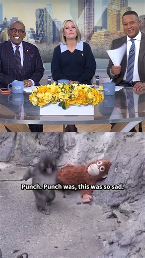 An adorable six-month-old monkey named Punch is going viral for carrying around an orangutan plushie for emotional support. Punch is living in a Japanese zoo after being abandoned by his mother at birth, and has faced trials like being bullied by other monkeys. Stay strong, Punch!! 🧡 | Today Show
