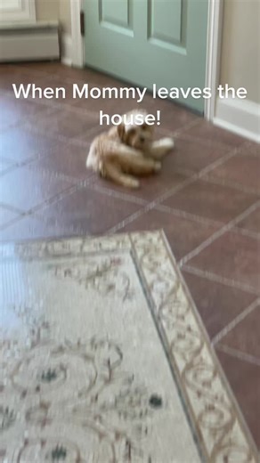 When my wife leaves for 5min. #puppy #puppylove #puppydog #missmymommy #fyp @goldiegirlsimone #wheredidyougo