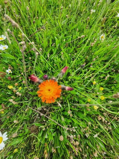 Bentley Webster (@bentleyweb12)’s videos with Something in the Orange - Zach Bryan