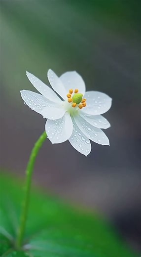 你以为它会一直这样#rareflowers #shorts #documentary #life 有些变化，来得很安静。Skeleton flower blooming time lapse