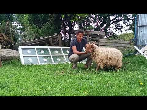 Πρόβατα στην Φάρμα Τζουραμάνη 🦌🐏 Orthokeros sheep farm #sheep #πρόβατα #κτηνοτροφία