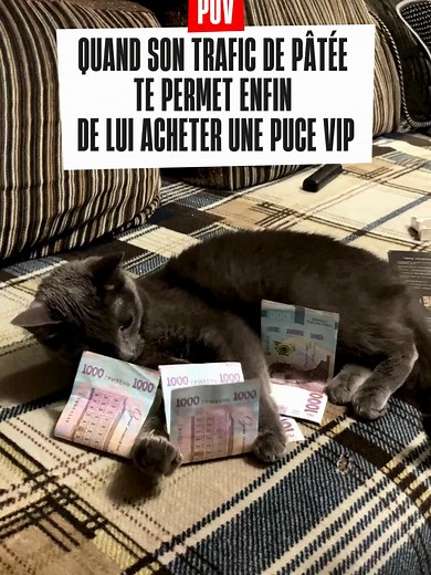 Quand ton chat finance lui-même sa sécurité. T'as plus d'excuse là ! 💳 #TuMaimesTuMePuces #ChatTikTok #Veto #SNI2026 #animauxdecompagnie