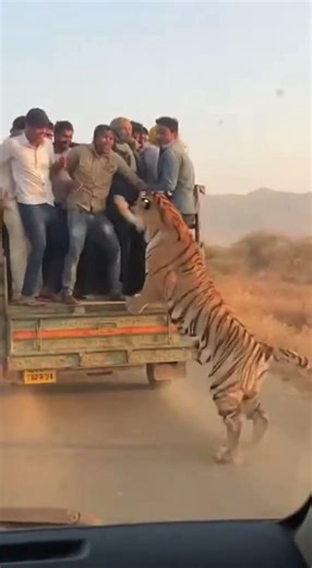 You Won't Believe How Fast This Tiger Runs