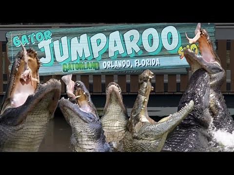 How High can Alligators Jump out of the Water!!