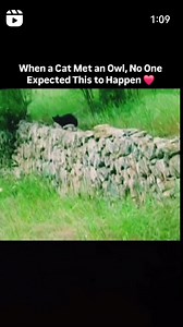 This is called friendship /cat and owl amazing friendship ❤#amazing #hunting | Pakistani falcons