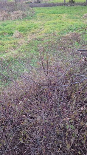 Maximum distance at this nice pinch point is 36 yards. Well within my level of expertise. | Poodle Doodle-Dude