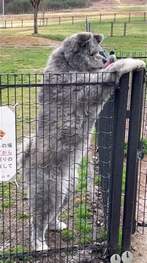 秋田犬長毛カイ大好きお母さんで今回も大騒ぎ