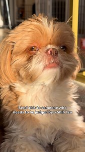 The Shih Tzu is the master of the side eye 👀 #shihtzusofinstagram #shihtzugram #shihtzulovers #shihtzusofig #shihtzunation | Enzoistheshiht