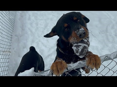 We Had To Separate Our Rottweilers.. Rotty Ranch Vlogs #078