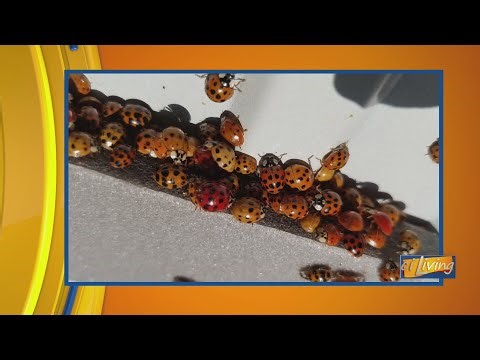 The Reason Ladybugs Swarm in Fall