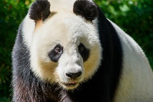 Everything you ever wanted to know about giant pandas