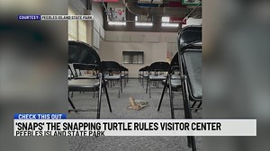 'Snaps' the snapping turtle rules visitor center at Peebles Island State Park