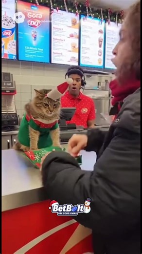 She is lying and blaming the cat #cat #catlife #funnyanimal #funnycats