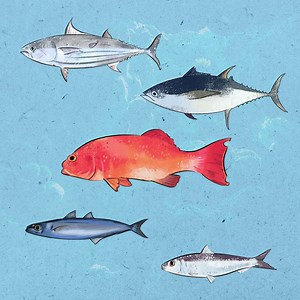 What is the most important fish in the Philippines? [2025] | QAQooking.wiki