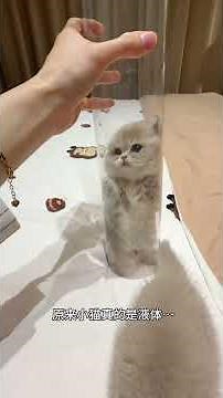 Cats and mice didn't deceive me #Munchkin #Blue silver tabby #Cute pet debut plan