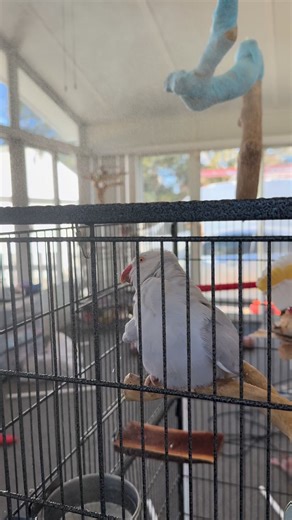 The Charlie Brown Bird Rescue | Did you know regular baths are so important for our feathered friends?? Regular baths help remove dust, dander, and debris from feathers,... | Instagram
