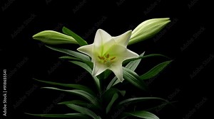 Time-lapse series of white Easter lily flowers blooming. Studio shot over black.