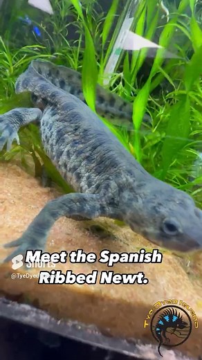 For being such a cute little creature, Spanish Ribbed Newts have a very scary way to defend themselves! 😱 They really do earn their name. Of course, because we know not to grab them, pet newts don't have to worry about doing this. #funfacts #defense #adaptation #amphibians #newt #cute #science | The Tye-Dyed Iguana