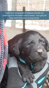 68 reactions · 12 shares | URGENT Help save animals from the brutal cold this winter. Your special one-time gift can help us rescue animals in need and find them safe, loving homes.❤️ | ASPCA | Facebook