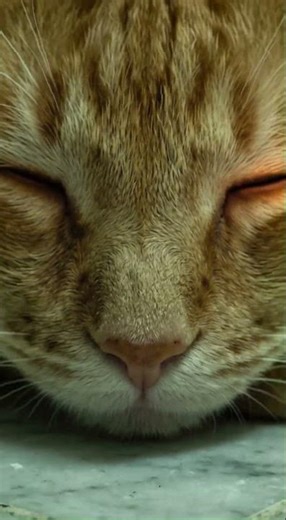 Epic Hamster Vs. Cat: The Peanut Challenge