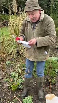 How to prune and feed Hydrangea “Polar Bear” WEBSHOP https://pergolanurseries.ecwid.com