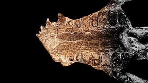 This fossil discovery reveals how life returned after the dinosaurs 👀 Learn more here: https://to.pbs.org/3fj6aYd | Seeker by The Verge