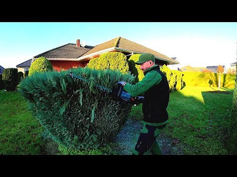 PRUNING Blue False Cypress with the BEST Hedge Trimmer 18v MAKITA