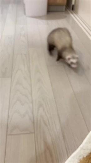 ferrets for adoption and rehom (@ferrets.for.adopt77)’s videos with original sound - ferrets for adoption and rehom