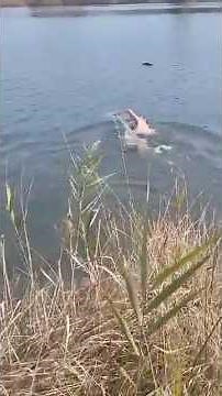 Retrieving a wild boar by swimming