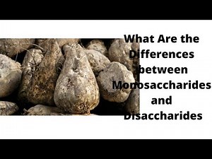 What Are the Differences between Monosaccharides and Disaccharides