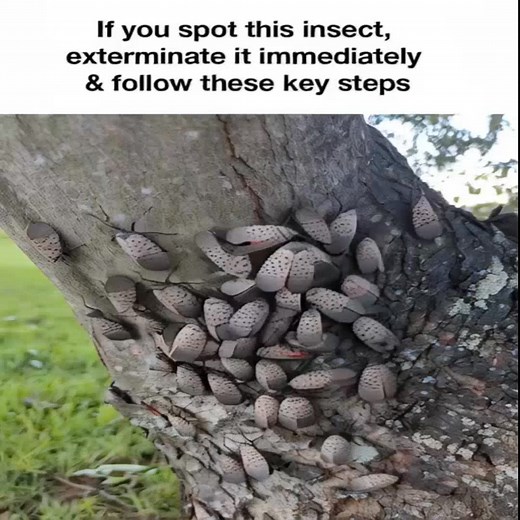 Gotta check your backyard immediately! Read more in Comment or Most relevant -> All comments 👇 | Dash XJS