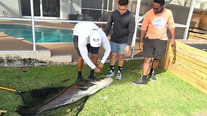 This is what happens when an 8 inch cichlid meets a giant snook