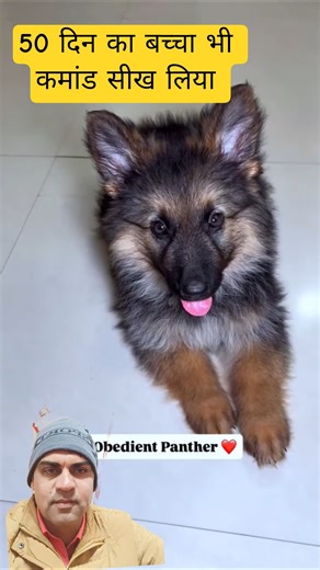 dog training tips #dogtraining #dogtrainingtips #dogtrainers #dogtrainer #foryou #gsds #boxerdoodle