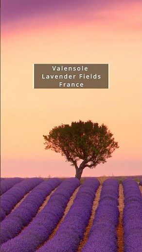 Explore France's Beauty: Lavender Fields of Valensole