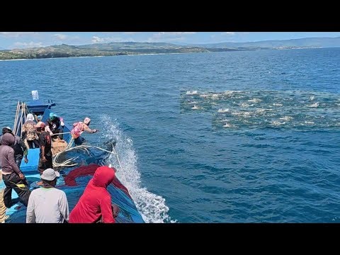 Purse seine net, Indonesian fishermen catch a lot of fish, the fishermen's catch is extraordinary