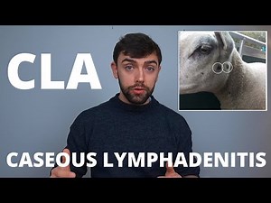 CLA / CASEOUS LYMPHADENITIS | TECHNICAL #34