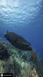 Learn about the Barracuda🌊🐟: Did you know? The barracuda is a large species of fish found in the warmer, coastal regions of the world’s oceans. There are more than 20 different species of barracuda that range in size from less than 50cm to nearly 2 meters in length. Regardless of the species, all barracuda have a similar elongated appearance, with a pointed head and powerful jaws, containing rows of sharp fang-like teeth used for eating larger prey.•••Post: @jonschutte•••#barracuda #fish #save