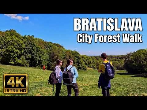 Forest Walk 4K | Slovakia | Bratislava Kamzik Hill | Sounds of Nature only