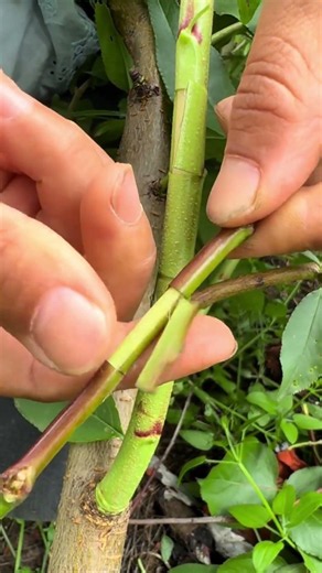 Fruit Tree Patch Budding | Injerto parche | 果樹パッチ芽接ぎ | 과수 패치접목
