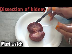 Kidney Dissection | Kidney Practical | Kidney Experiment | Kidney Dissection Class#10