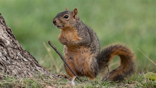 Panasonic Lumix S 100-500mm: Compact Reach Tested | Fstoppers