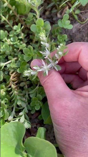 Native Plants: Mountain Stonecrop & Wild Ginger for Groundcover