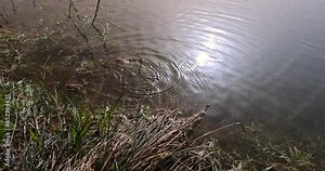 toads swimming in the pond during the mating season, toads in the water at dusk in the lake
