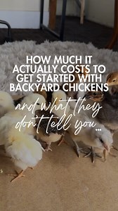 WANTING TO GET CHICKS?🐣💲Here’s the cost⬇️ We recently got 10 brand new baby chicks of various breeds and had virtually no supplies. Here is what you need & how much it costs (prices will vary & it doesn’t include sales tax) FIRST, be sure to SAVE THIS POST for future reference! Now, the breakdown: - Storage container brooder: $free (already had it, but they range from $7-15). You can also use a kiddie pool, a large box, the bathtub in your guest bedroom, buy one off amazon or Walmart, or build