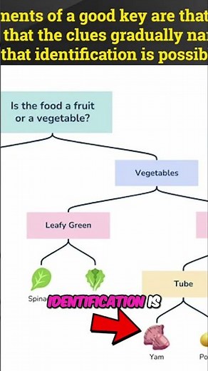 Insect ID: Mastering Dichotomous Keys for Beginners #shorts