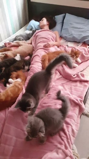 Мейнкуны on TikTok