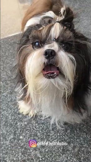 Shihtzu Dog Barking Sound #shihtzu #dogs