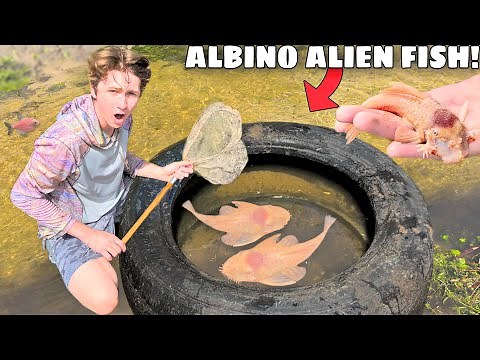 Albino ALIEN FISH Found LIVING in the WILD!